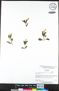 Erythranthe moschata image