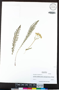 Achillea millefolium image