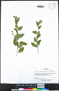 Ageratina occidentalis image