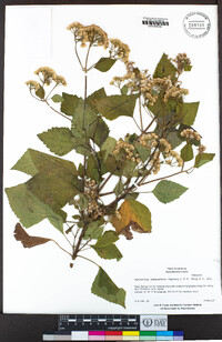 Ageratina adenophora image