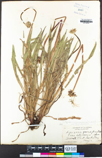 Agoseris grandiflora image