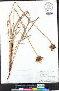 Agoseris grandiflora image