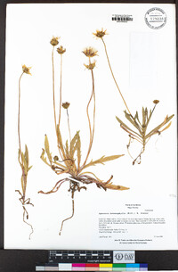 Agoseris heterophylla image