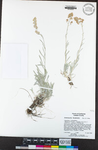 Antennaria luzuloides image