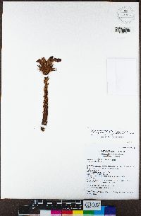Aphyllon californicum subsp. grande image