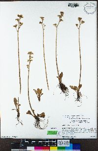 Micranthes integrifolia image