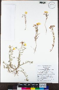 Camissonia campestris image