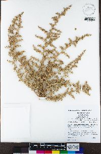 Salsola gobicola image