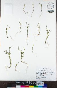 Allophyllum integrifolium image