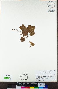 Rubus lasiococcus image