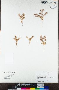 Chorizanthe uniaristata image