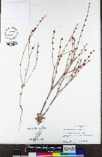 Eriogonum roseum image