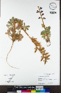 Lupinus hirsutissimus image