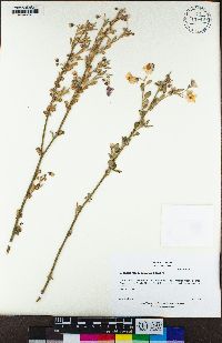 Solanum umbelliferum image