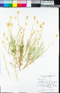 Senecio flaccidus var. monoensis image