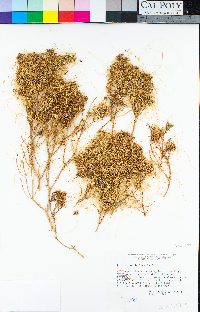 Cuscuta denticulata image