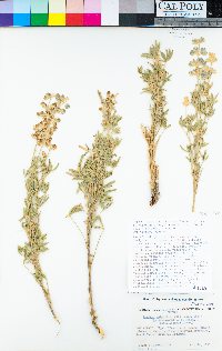 Lupinus argenteus var. palmeri image