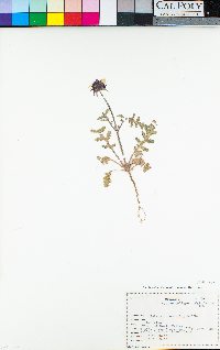 Salvia columbariae image