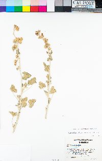 Sphaeralcea ambigua image