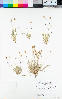 Plantago ovata var. insularis image