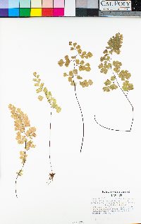 Adiantum capillus-veneris image