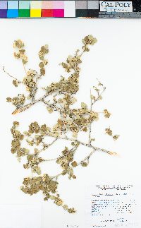 Physocarpus alternans image