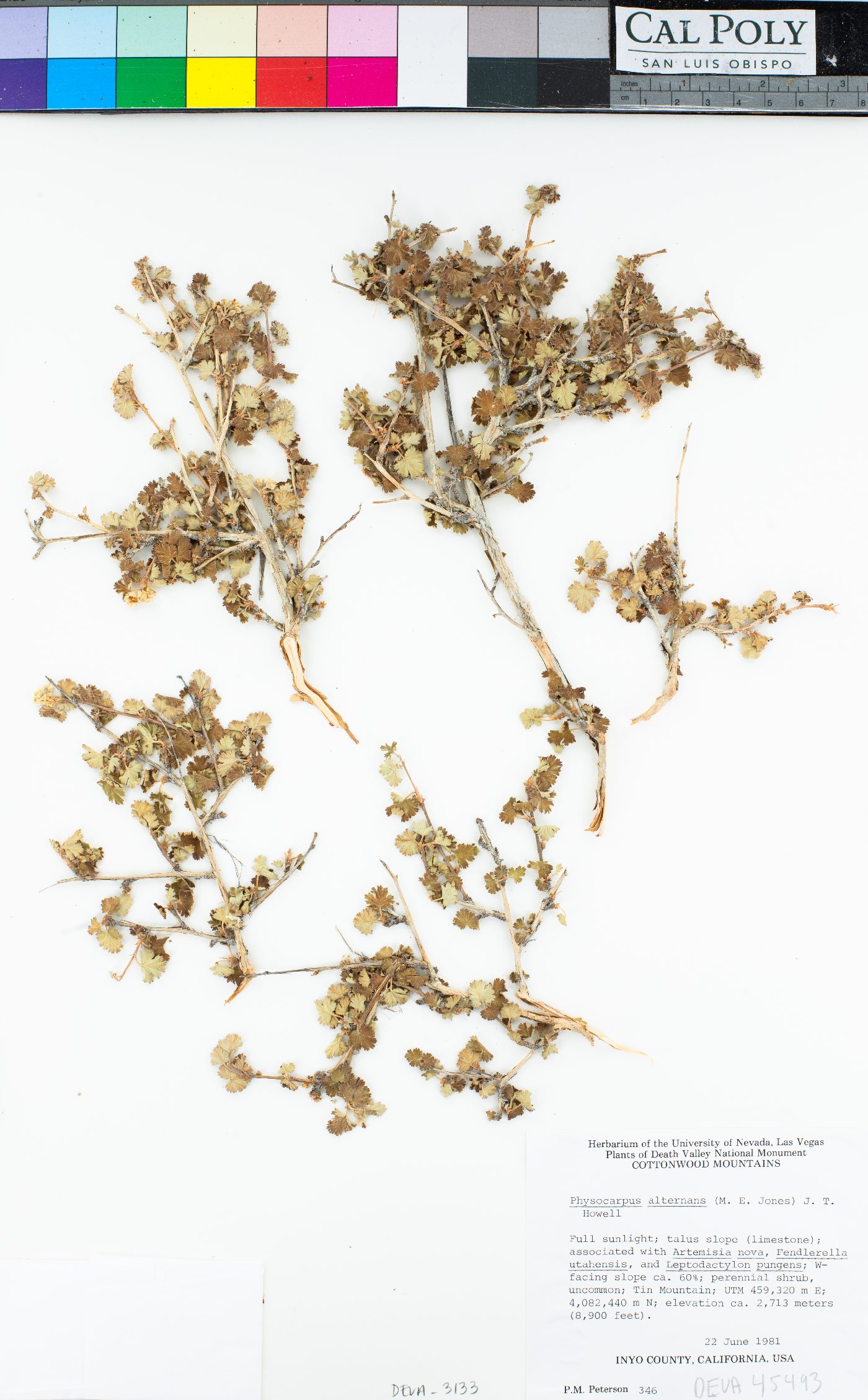 Physocarpus alternans image