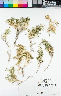 Galium stellatum image