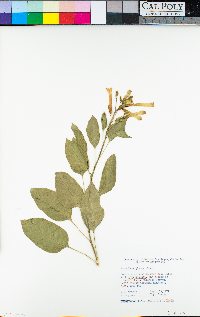 Nicotiana glauca image