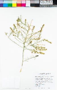 Ambrosia salsola image