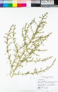 Salsola paulsenii image