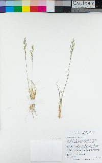 Poa secunda subsp. secunda image