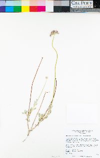 Eriogonum fasciculatum var. polifolium image