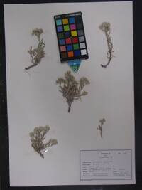 Antennaria geyeri image