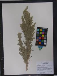 Artemisia tridentata image