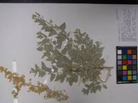 Atriplex lentiformis image