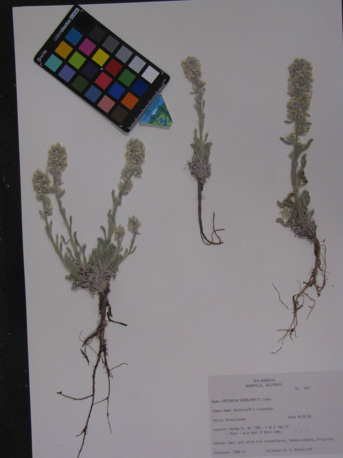 Oreocarya schoolcraftii image