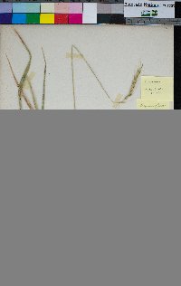 Elymus glaucus image