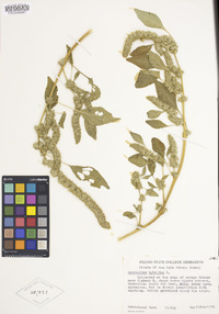 Amaranthus hybridus image