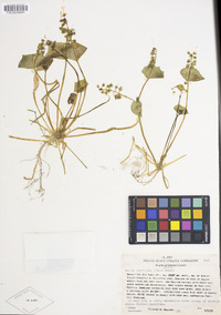 Claytonia perfoliata image