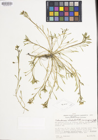 Calandrinia menziesii image