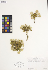 Calyptridium roseum image