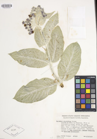 Asclepias californica image