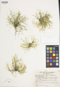 Sagina saginoides image