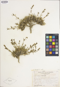 Silene sargentii image