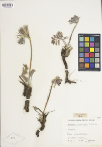Pulsatilla pratensis subsp. pratensis image