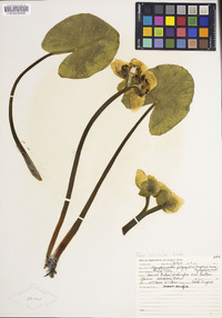 Nuphar polysepala image