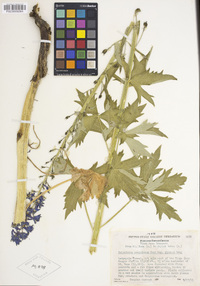 Delphinium glaucum image