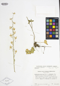 Delphinium hansenii image