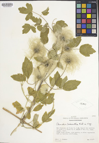 Clematis lasiantha image